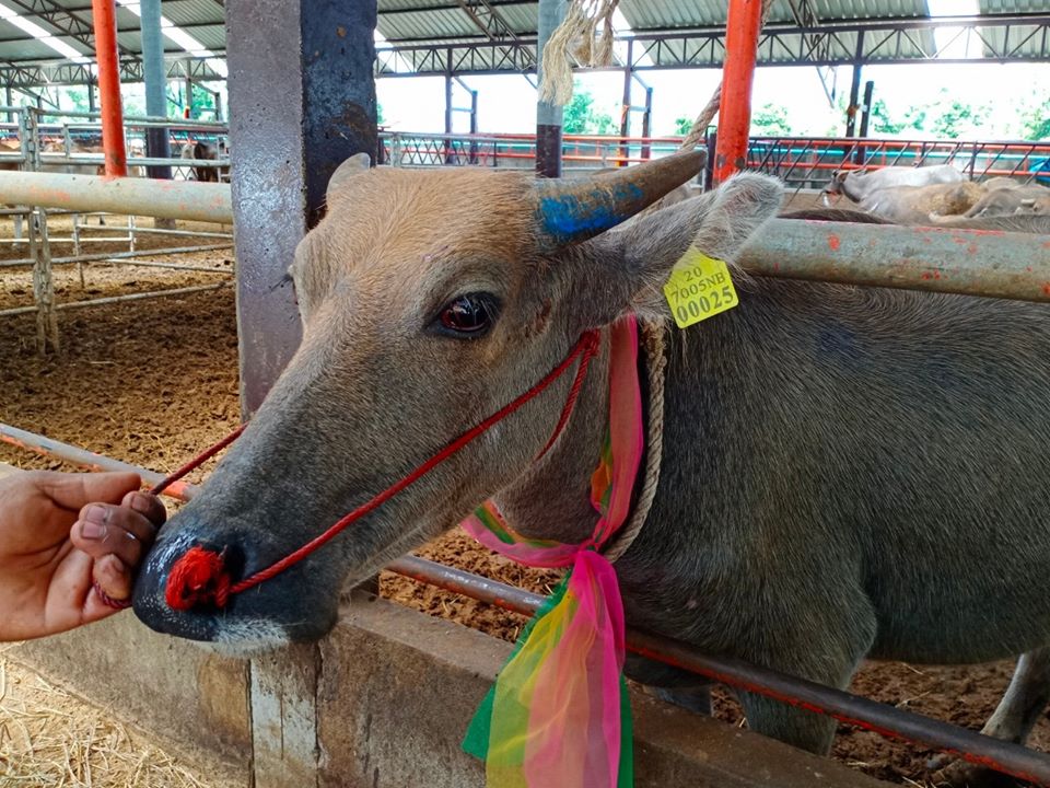 ไถ่ชีวิตโคกระบือ